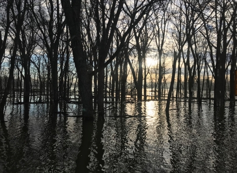 Dark silhouettes of trees and their branches stand out in front of the sun shining in the background. These silhouettes are further emphasized when they are seen reflected in flooded water below them with added texture from the ripples in the water. 