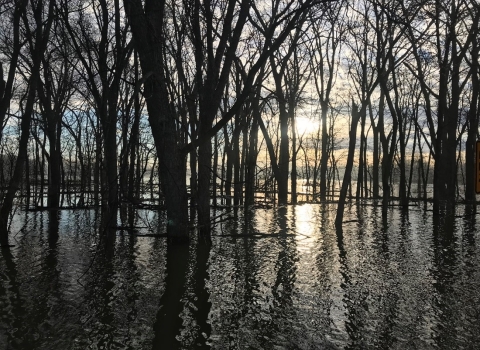 Dark silhouettes of trees and their branches stand out in front of the sun shining in the background. These silhouettes are further emphasized when they are seen reflected in flooded water below them with added texture from the ripples in the water. 