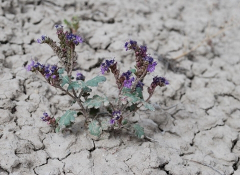 Image of North Park phacelia, a small plant in muddy soil with purple flowers and green leaves