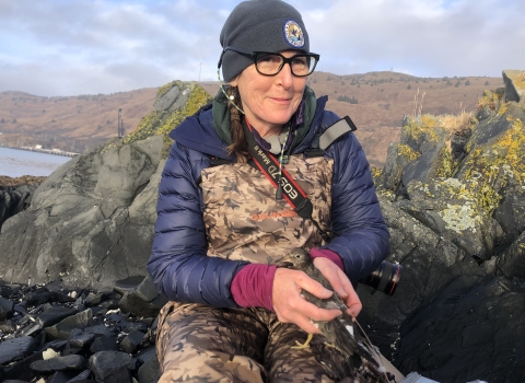 Biologist Robin Corcoran in chest waders and cold weather clothing holding a surfbird with both hands while sitting near a rocky shoreline in Alaska .