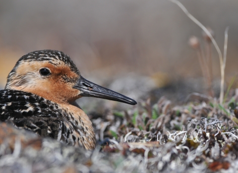 A rufous colored sandpiper sits on its nest on the alpine tundra