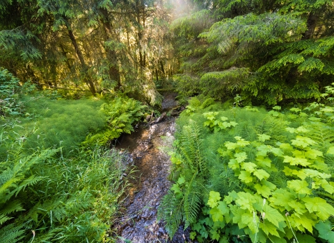 A narrow stream is surrounded by lush green vegetation in a pacific northwest coastal forest