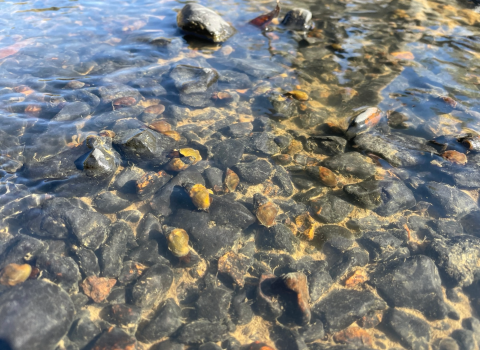 Big Black rocksnails in water 
