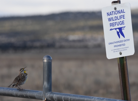 Meadowlark singing on a fence next to a National Wildlife Refuge Boundary Sign