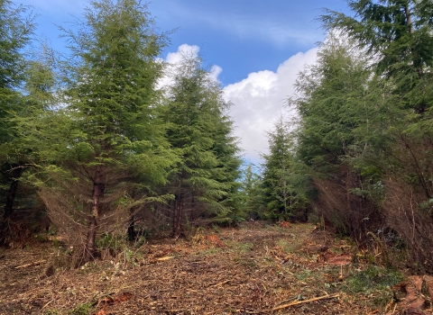 A young northwest forest is shown after an operation to thin it is completed. 