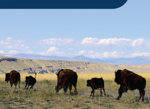 'picture of graving bison with t ext "Bipartisan Infrastructure Law 2023 Annual Report"