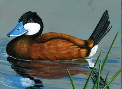 Acrylic painting of a Ruddy Duck by Chance Bertelsen titled Robby the Ruddy Duck for the Junior Duck Stamp contest.