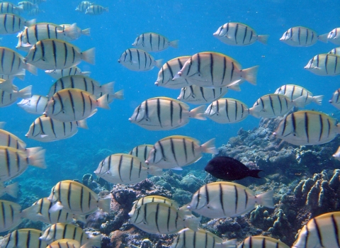 Countless black-striped white reef fish swim in the blue ocean.