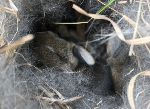 Young baby cottontails in a fur lined nest.