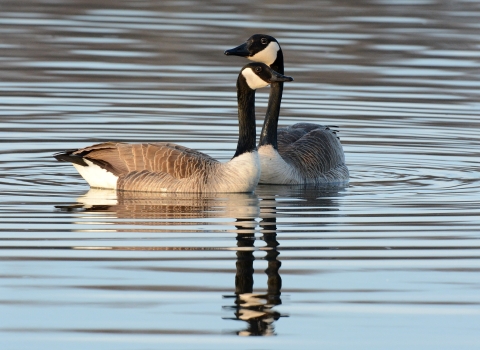  2 Canada geese, which are large birds with black heads with a white section below their eyes, a brown backside and black-tipped white tail, are swimming close to each other. One goose is closer to the camera, and one is further away. The goose that is further away has its head above the goose that is closer as if it is resting its head on the other.
