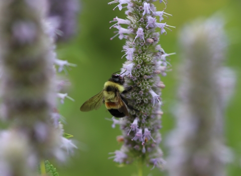 A rusty patched bumble bee on blooming anise hyssop