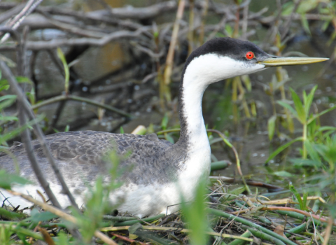 A grebe, an aquatic bird, with bright red eyes, black body and white neck and belly, sits on it’s nest above water. 