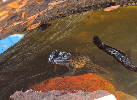 a black, green and red frog peeks its head out of a pool of water 