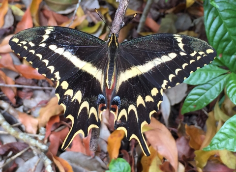 An adult Schaus' swallowtail butterfly.