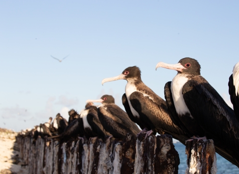 A bunch of black and white 'iwa birds perched on rusted metal posts at the beach