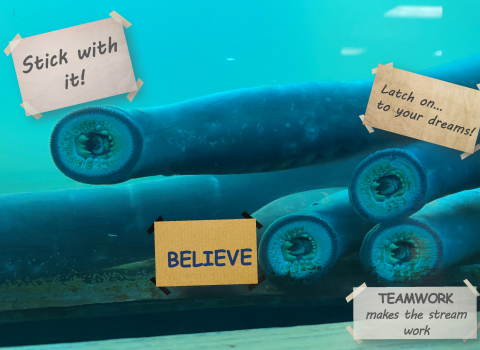Four long bodied fish with suction mouths show their teeth as they stick to the glass of a viewing window. Each fish has a sign next to it with words of encouragement. One sign says, "stick with it!". Another says, "BELIEVE". The third sign says "Latch on...to your dreams!". The final sign says "Teamwork makes the stream work."