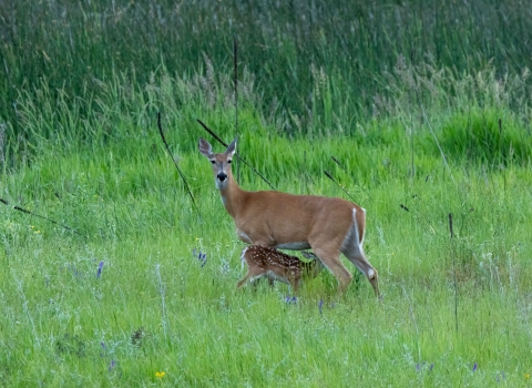 A doe nursing a fawn in a grassy field