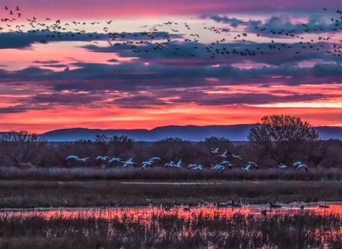 Sunset with purple, blue, and pink hues reflecting on clouds over a mountainscape with cranes flying below and reflecting on the march.