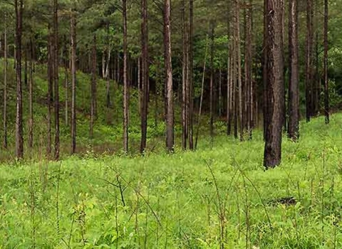 A forest of pine trees.