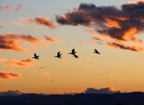 Geese in flight silhouetted against the sky at sunset. The scene glows with golden light and the clouds are illuminated in pinks and golds.