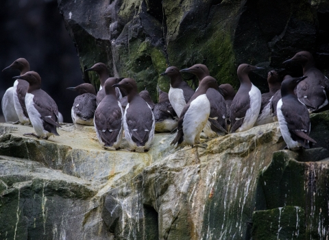 common murres stand together on a cliff ledge