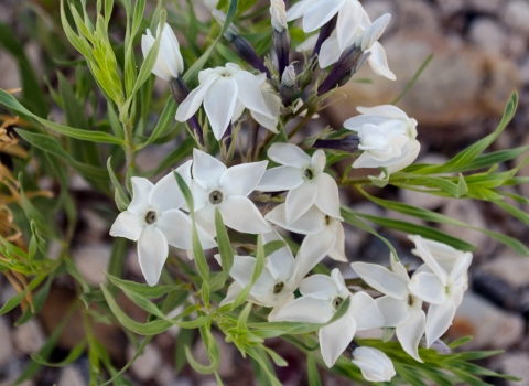 a small plant with many five-petaled white flowers