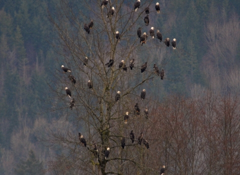 55 bald eagles perched in a tree