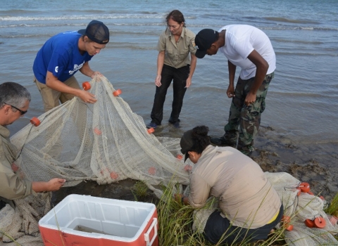 Five people remove aquatic wildlife from a seine net on the shoreline of a river.