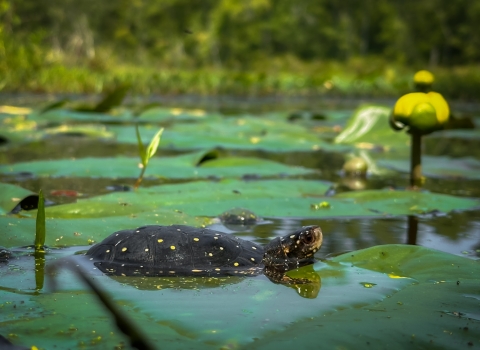 a dark turtle with small yellow spots swims in water with large green leaves and a large yellow flower bud, with blurred green plants in the background