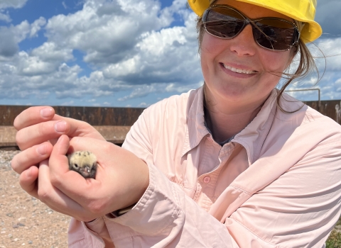 A biologist in a yellow hard hat holding a small fuzzy bird while kneeling on sandy ground