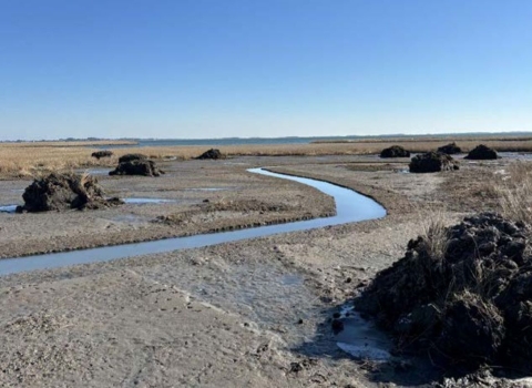 Tidal channel and hummocks in restored Chesapeake Bay salt marsh in Worcester County, Maryland.