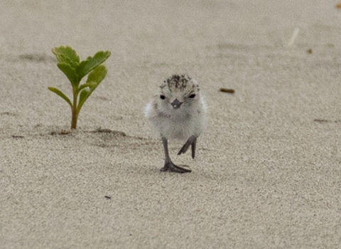 White fluffy plover chick with black spots on top of head (crown) walking in the sand with a plant in the background.