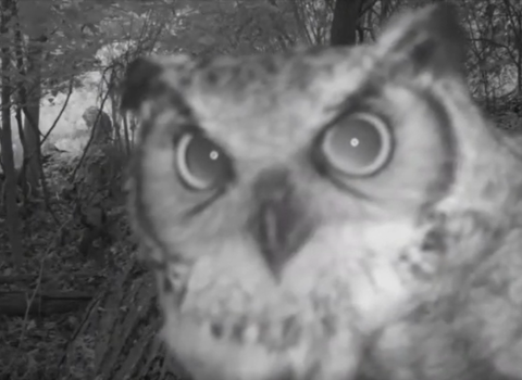 Owl with feather tufts on its head resembling horns looks directly into the camera.