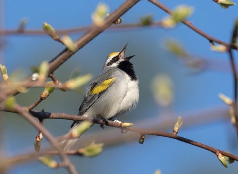 A golden-winged warbler singing from a tree branch