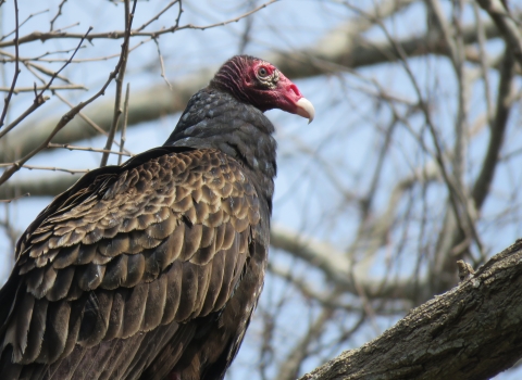A large brown and black bird with a bald pink head and a hooked white bill sits on a barren tree branch.