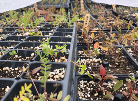 Astragalus alpinus (alpine milkvetch) and Hedysarum boreale sp. mackenziei (northern sweetvetch) seedlings grow in trays.
