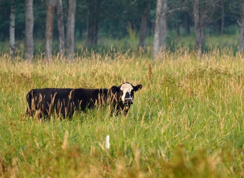 A cow in a field with tall grass