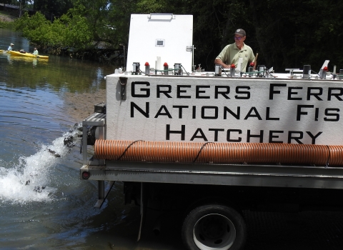Person on a fish distribution truck releasing trout into a river.