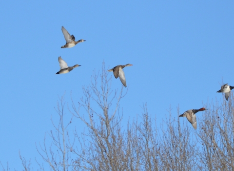 lower hatchie ducks