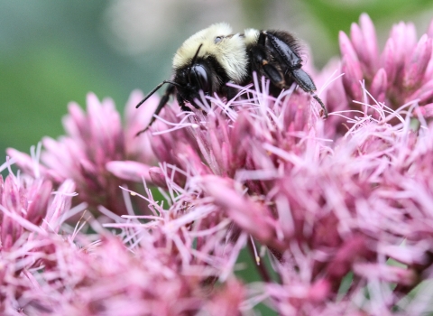 Bumble bee crawling on numerous tiny pink flowers
