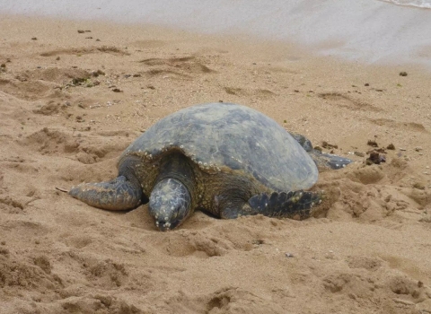 Female green sea turtle coming ashore on a sandy beach to lay her eggs.