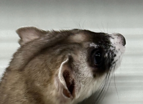 a close up of a black-footed ferret head poking through an artificial den entrance