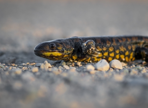 Tiger salamander on gravel