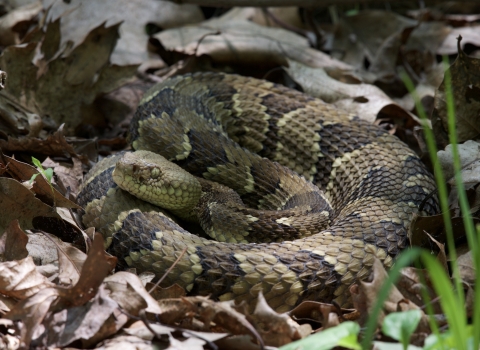 thumbnail image 2 of USA Gadsden Flag - Don't Tread On Me | No Step On Snek Liberty Of Death Rattlesnake 2 of 5