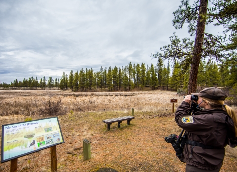 A ranger uses binoculars to look for birds while standing next to an interpretive panel