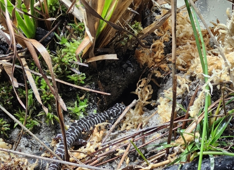 Frosted Flatwoods Salamander in Breeding Enclosure