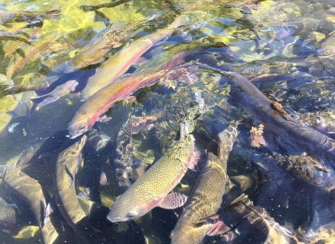 A school of large rainbow trout swim closely together. 