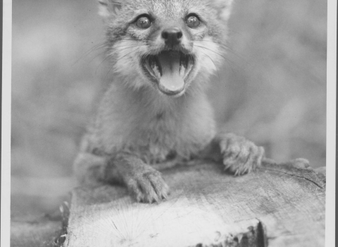 Close-up of a small, juvenile fox looking directly at the camera, with it's mouth wide open, and it's tongue sticking out slightly. It has it's front paws resting on the tree stump it's leaning on.