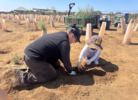 Two people planting surrounded by cones and other plants nearby.