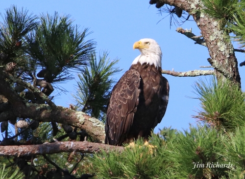 Bald Eagle adult in pitch pine tree